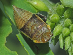 Aphrodini
