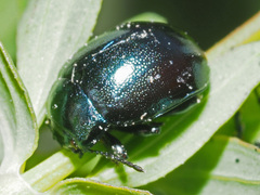 Chrysolina varians