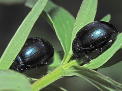 Chrysolina varians