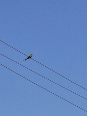 Merops orientalis