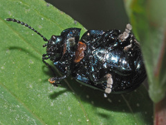 Chrysolina varians