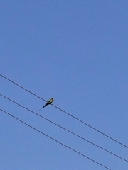 Merops orientalis