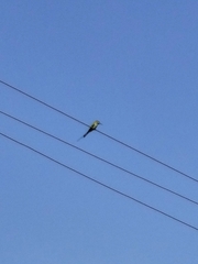Merops orientalis