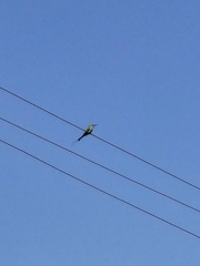 Merops orientalis