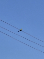 Merops orientalis