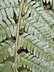 Microlepia trichocarpa