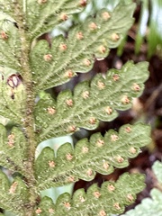 Microlepia trichocarpa