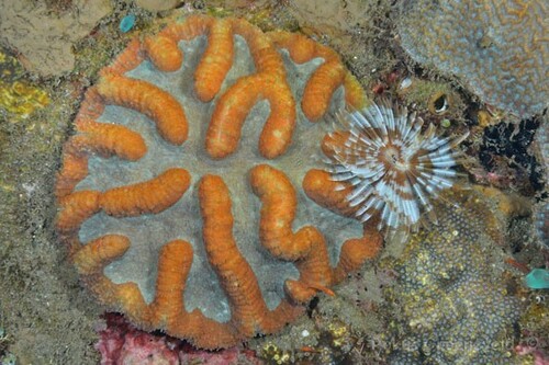 Lobophyllia valenciennesii observed 2022-10-05