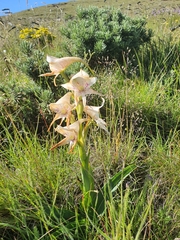 Disa crassicornis