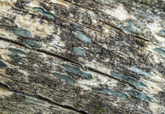 Propolis viridis