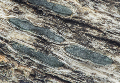 Propolis viridis