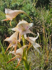 Disa crassicornis