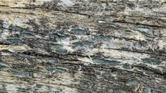 Propolis viridis