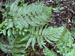 Microlepia trichocarpa