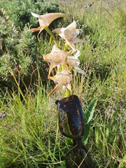 Disa crassicornis