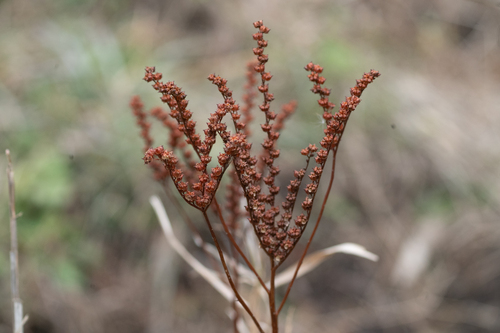 Penthorum chinense