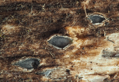 Propolis viridis