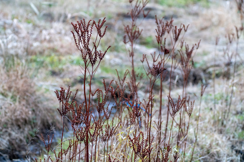 Penthorum chinense, photograph 5