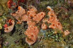 Styelidae