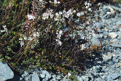 Veronica decora