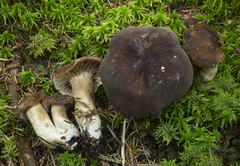 Lactarius picinus