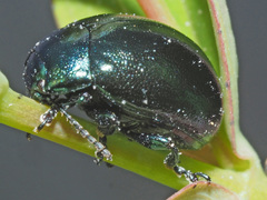 Chrysolina varians