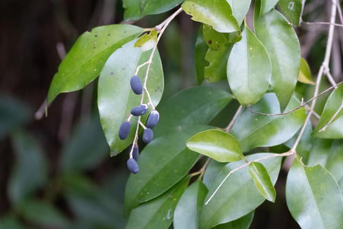Ligustrum japonicum