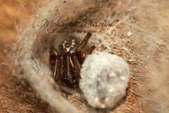 Steatoda nobilis
