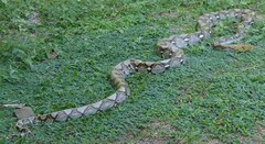 Malayopython reticulatus