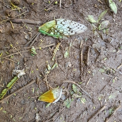 Dyticopycna semiclara