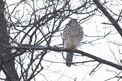 Accipiter gentilis