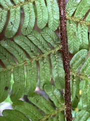 Alsophila loheri
