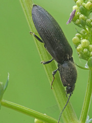 Athous haemorrhoidalis