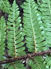 Alsophila loheri