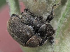 Rhinusa tetra