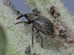 Rhinusa tetra