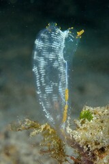 Rhopalaea