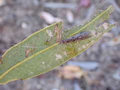 Triplectidinae