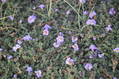 Thyridia repens