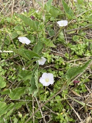 Convolvulus farinosus