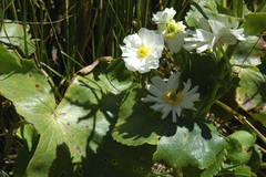Ranunculus lyallii