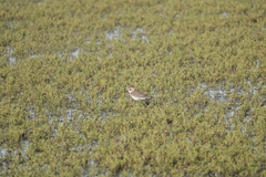 Charadrius bicinctus