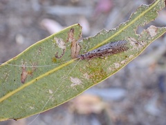 Triplectidinae