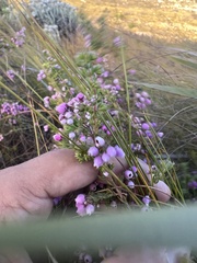 Erica hirtiflora