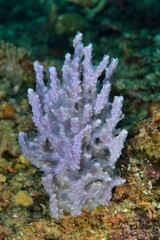 Dysideidae