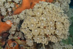Clavularia