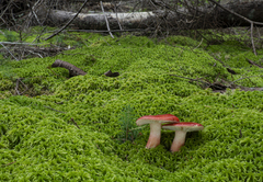 Russula rhodopus