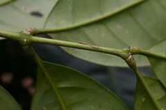 Dysoxylum