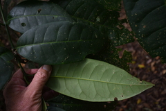 Dysoxylum