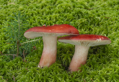 Russula rhodopus